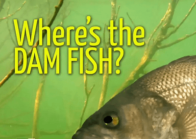 Where’s The Dam Fish?!