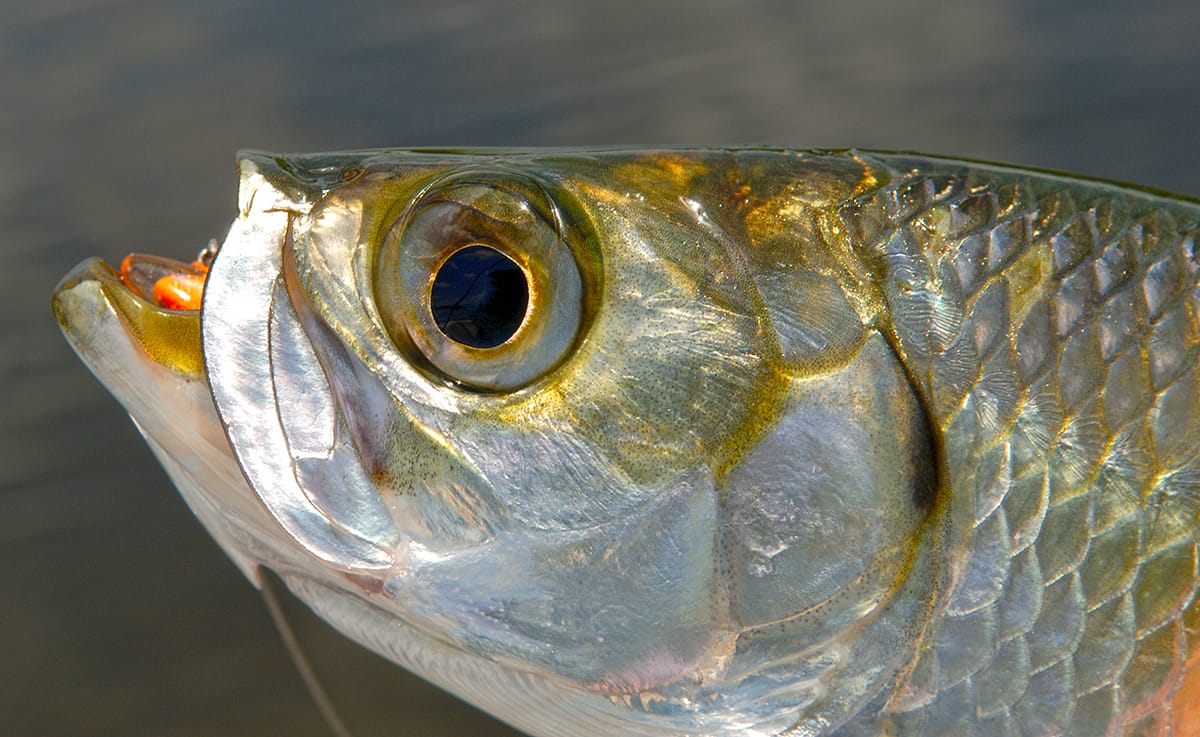 Tarpon are often very willing to play, especially on fly.
