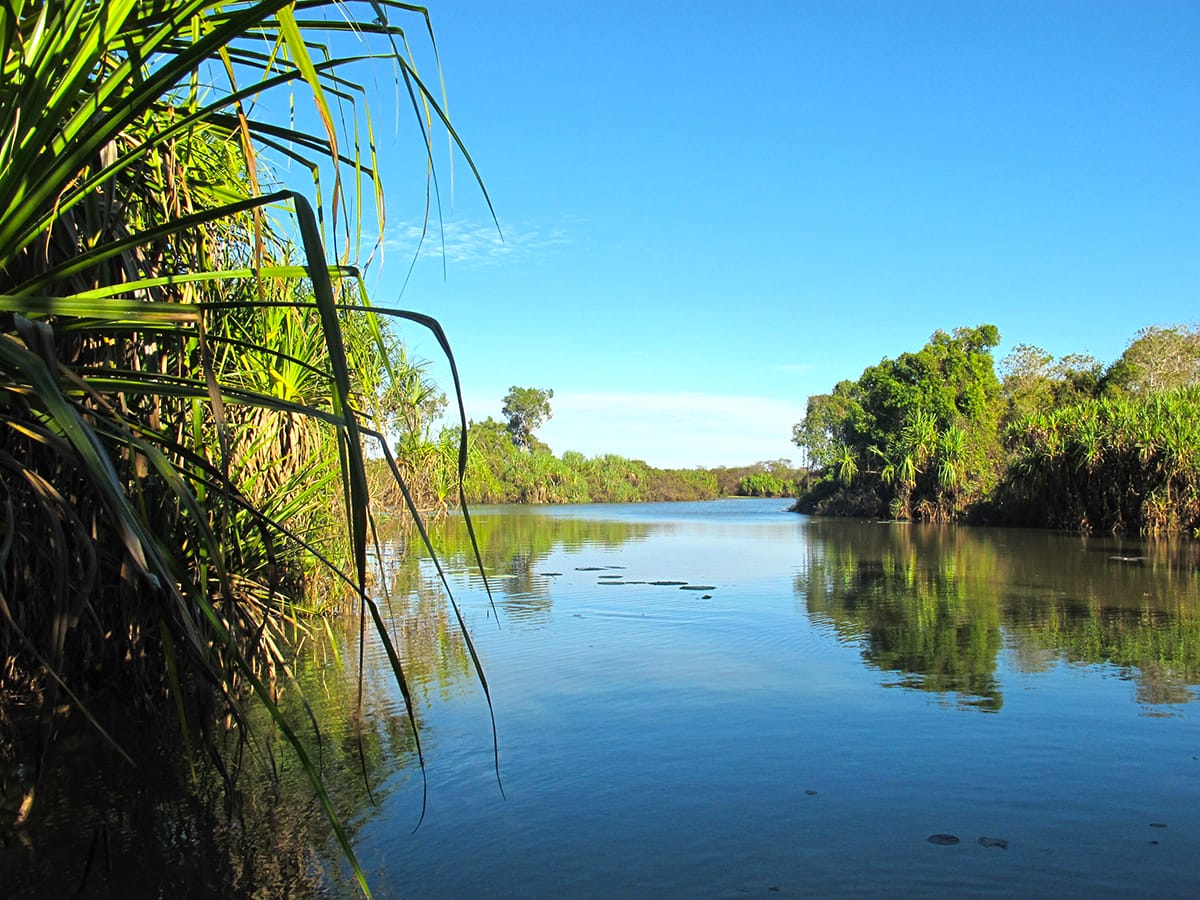 A serene arm of Corroboree Billabong, overhung with pandanus and hemmed with dense lily beds.
