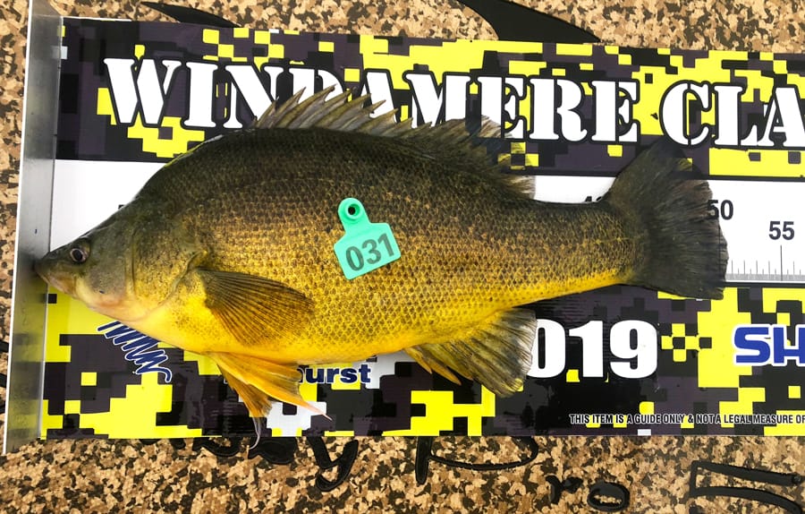 This is the way you should photograph your catch. Note that this golden perch’s nose is hard against the zero mark and its mouth is closed. The designated item or code would be placed where the numbered entry tag is in this image. This entry would be recorded as measuring 51cm (rounded up to the nearest whole centimetre) and would score 78 points. 