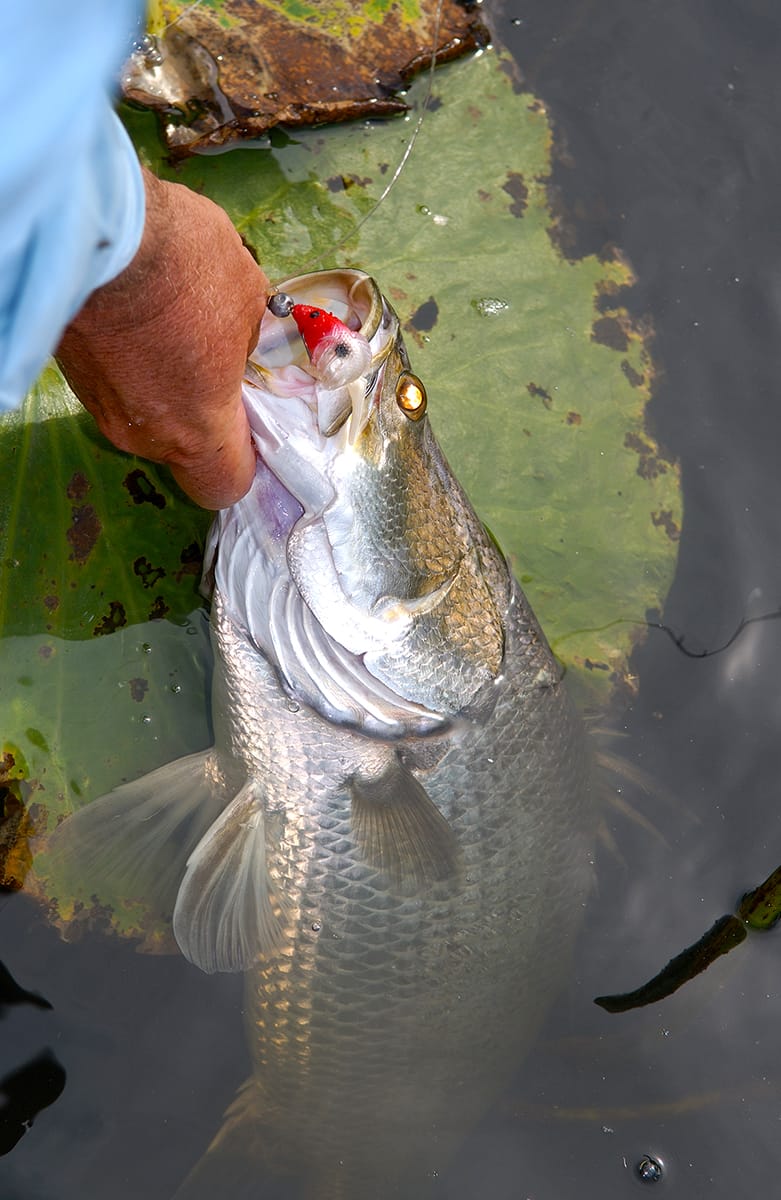 There are barra throughout Corroboree Billabong. Catching them will prove the challenge. 