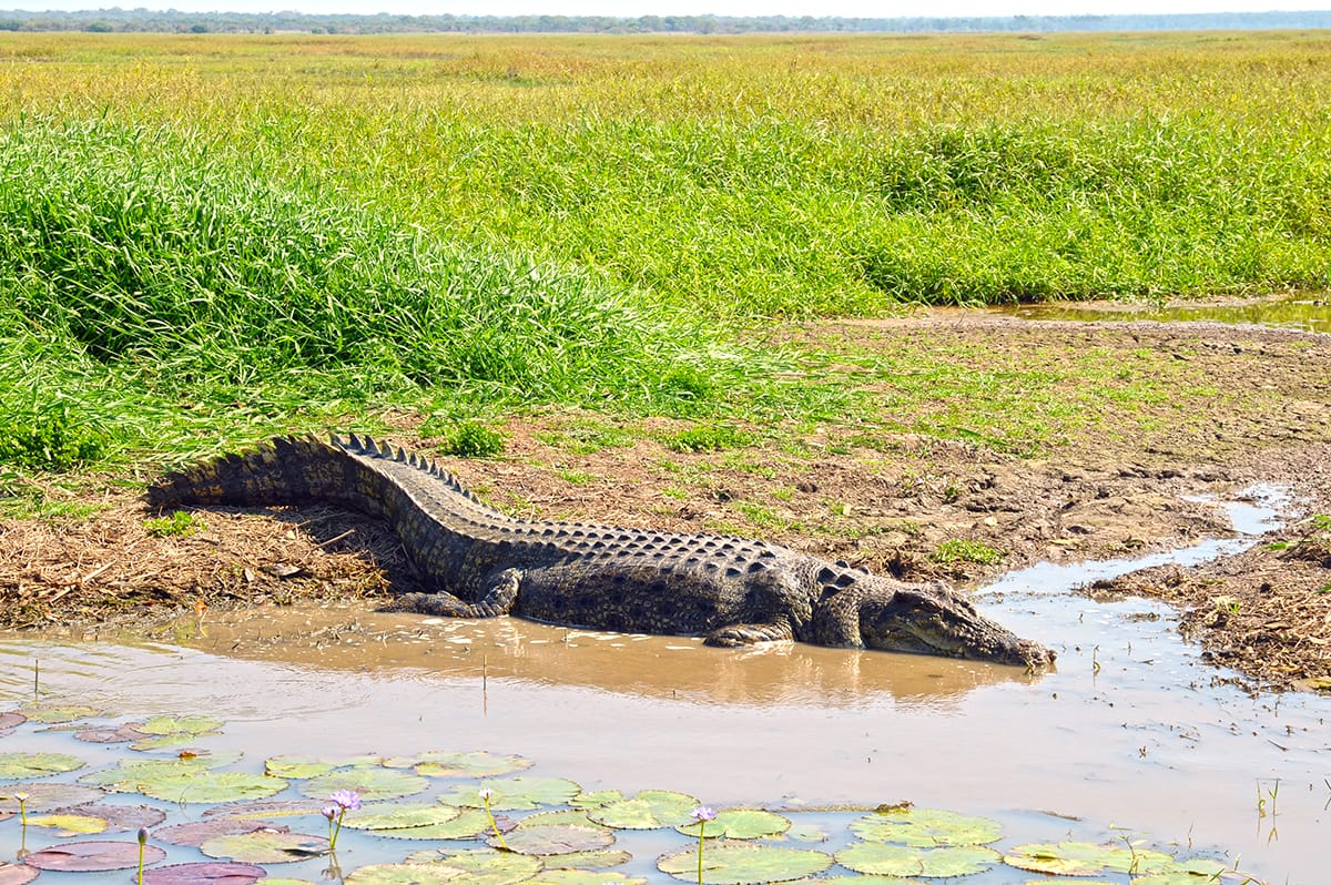 A large saltwater crocodile behind, at Corroboree Billabong, NT.