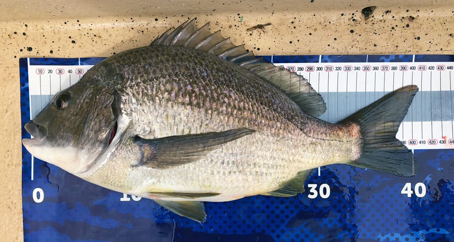 Here’s another example of how to photograph your catch for The Competition, this time it’s a bream on a mat without an end stop. It’s important that the fish’s nose is on or even slightly beyond the zero point. The code or designated item would be placed on the bream’s flank and the photo taken. This catch would be recorded as measuring 38cm (to the fork and rounded to the closest whole centimetre) and would score 84 points.