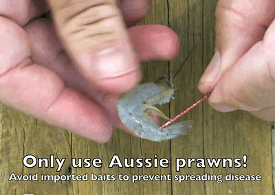 QUICK TIP: Baiting Up With Prawns